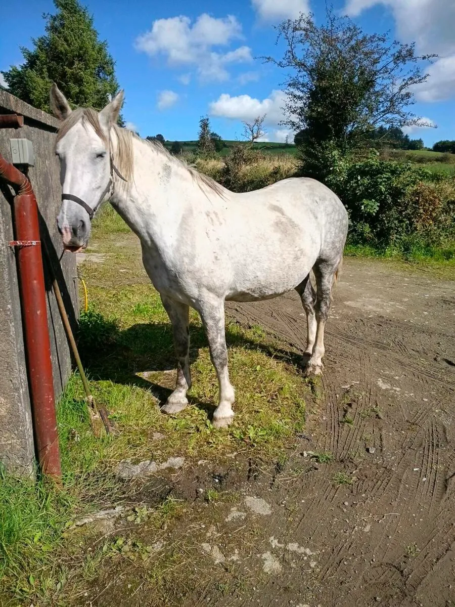 Full Irish draught mare - Image 1