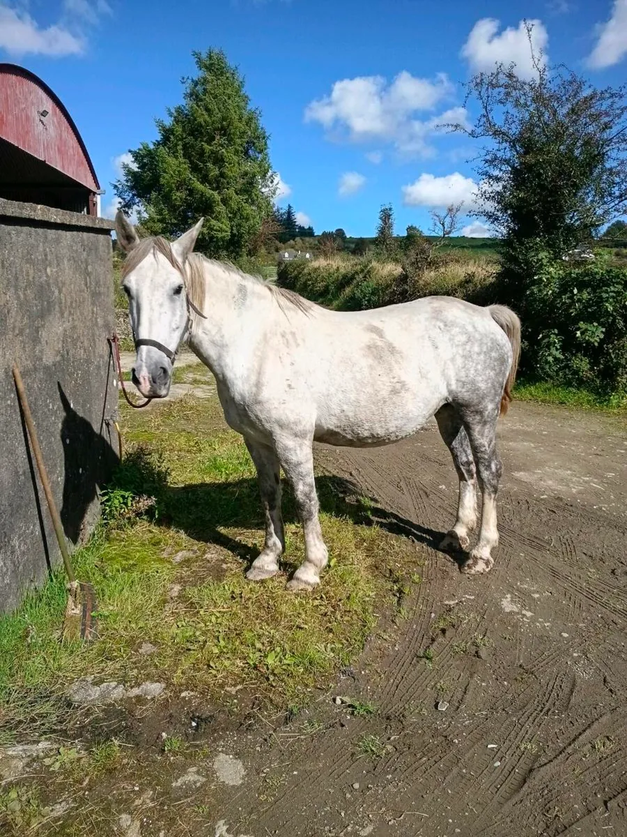 Full Irish draught mare - Image 2