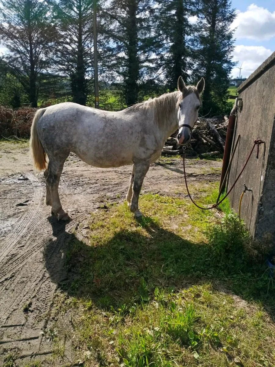 Full Irish draught mare - Image 3
