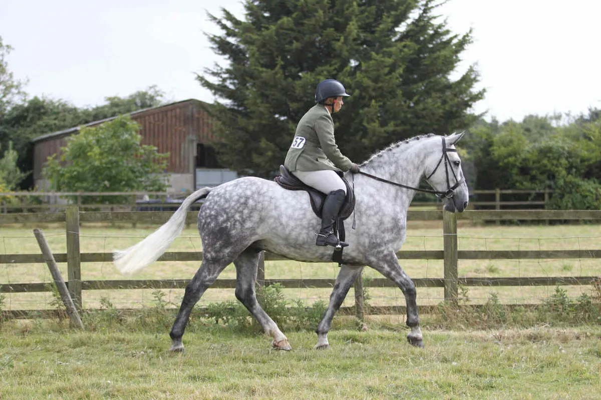 Full Irish draught mare - Image 4