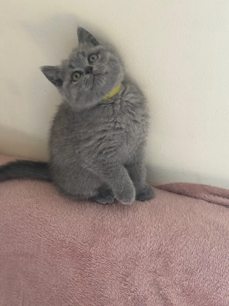 British shorthair blue with microchip - Image 4