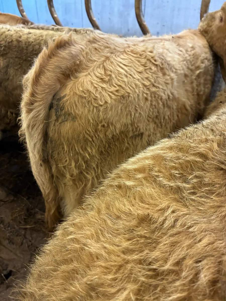 12 TOP QUALITY CH BULL WEANLINGS 300/320KG - Image 3