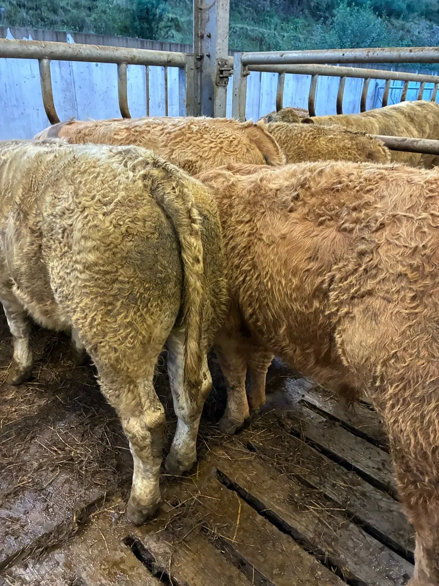 12 TOP QUALITY CH BULL WEANLINGS 300/320KG - Image 4