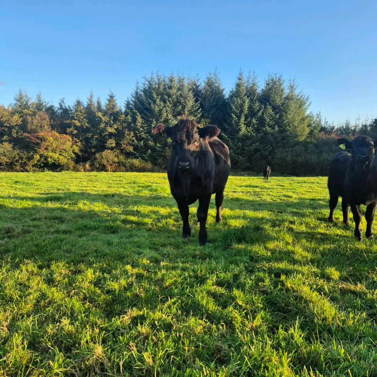 Pedigree Angus Incalf Heifer - Image 1