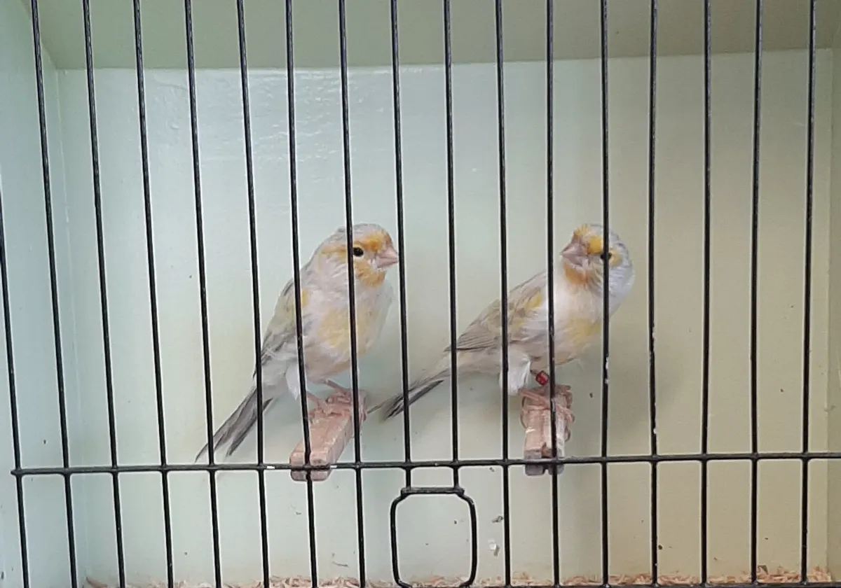Canaries - Image 1