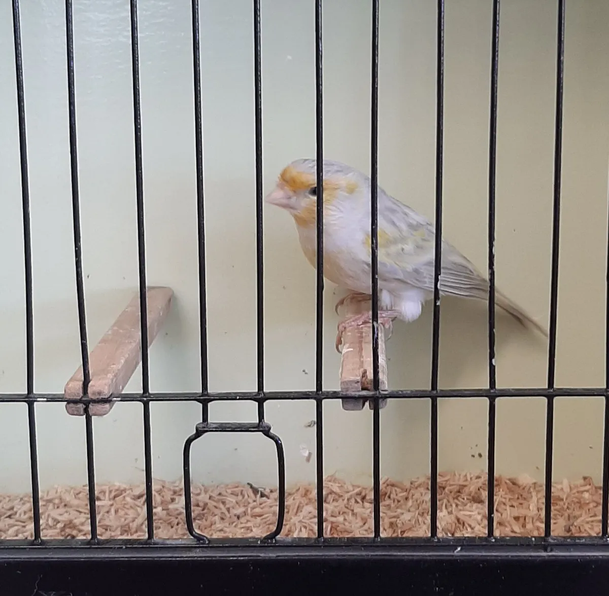 Canaries - Image 2