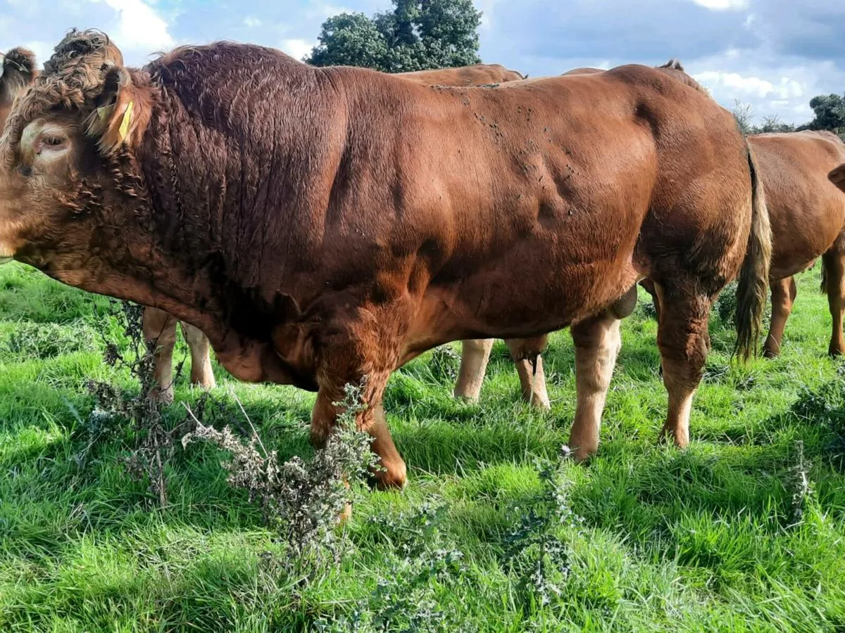 Limousin Bull Easy Calving - Image 2