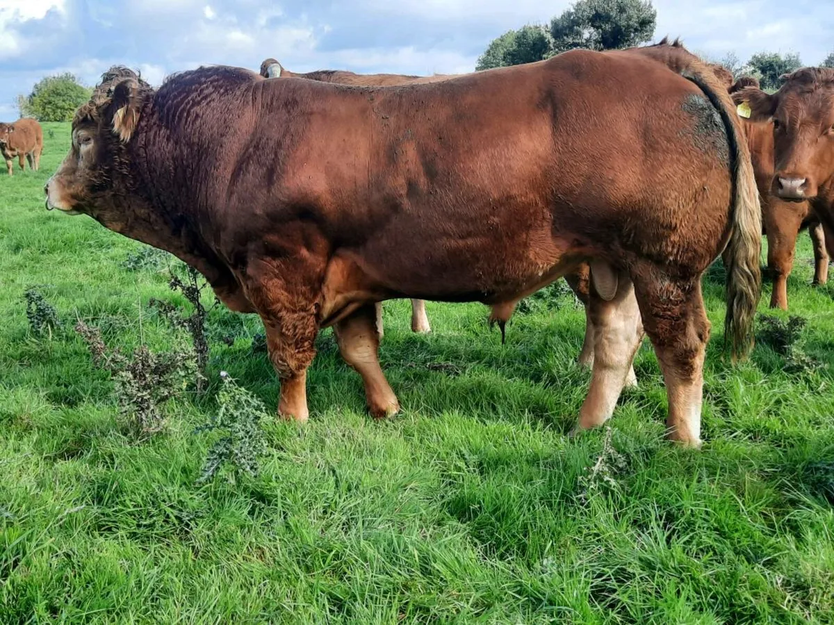 Limousin Bull Easy Calving - Image 3