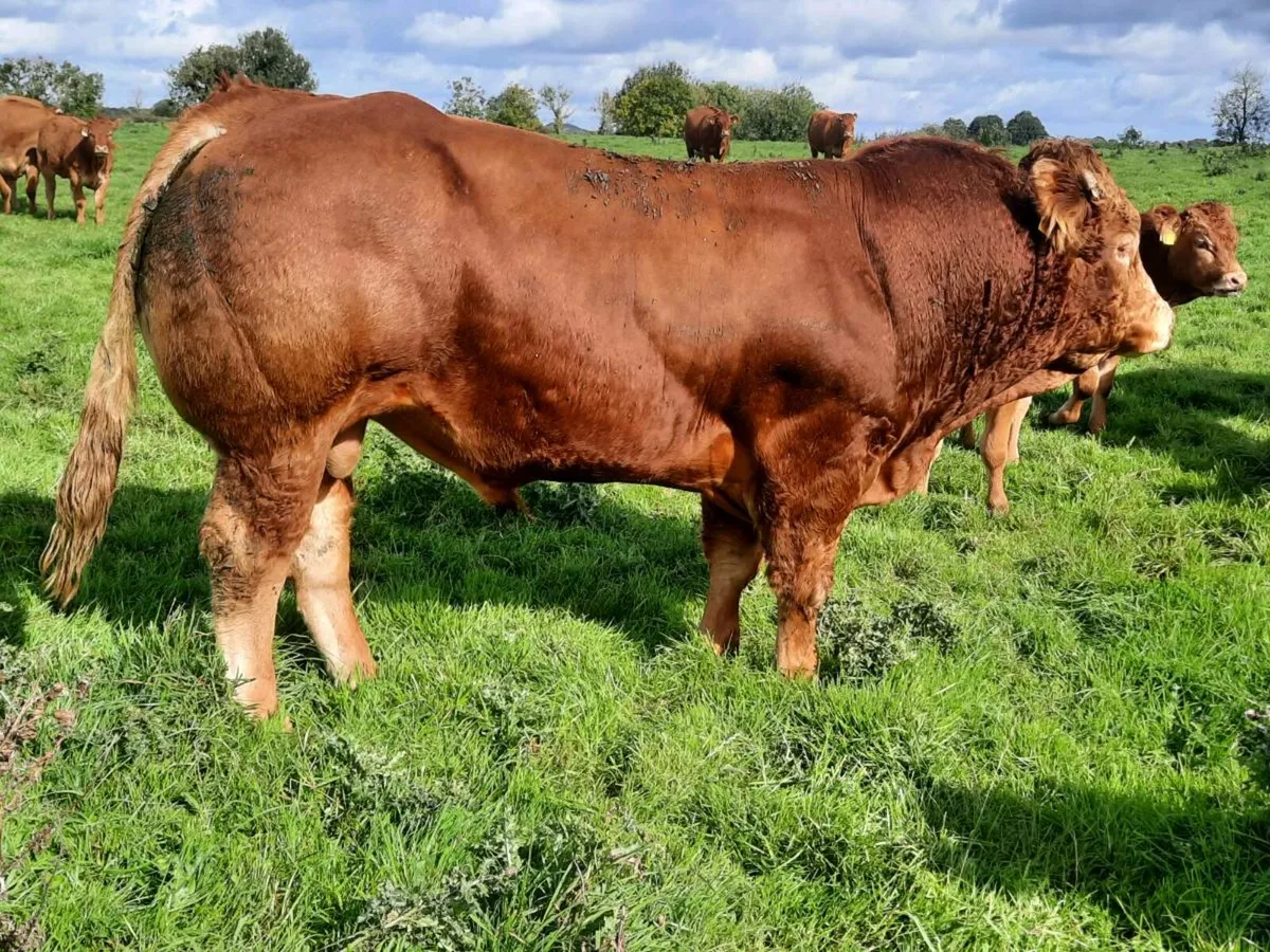 Limousin Bull Easy Calving - Image 1