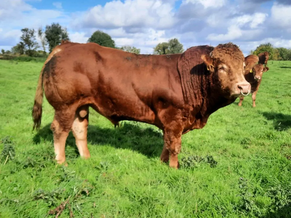Limousin Bull Easy Calving - Image 4