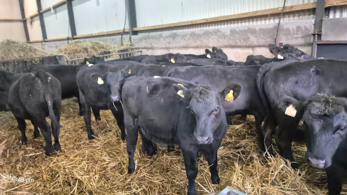 20 Quality Aberdeen Angus Heifers - Image 1