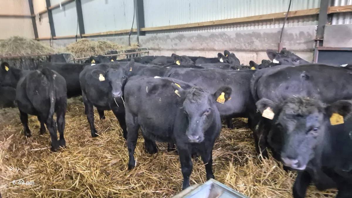 20 Quality Aberdeen Angus Heifers - Image 3