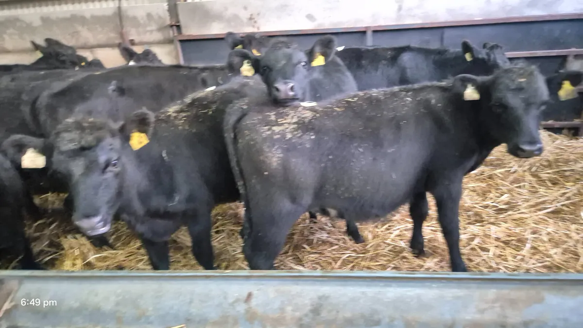 20 Quality Aberdeen Angus Heifers - Image 4