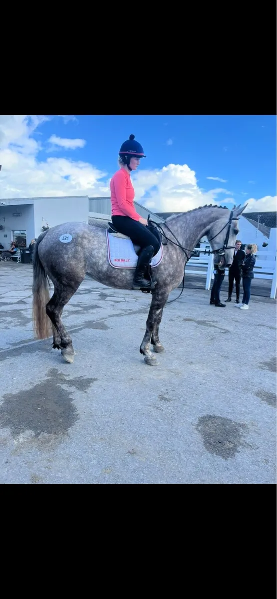 Full Irish Draught mare 🇮🇪 - Image 1