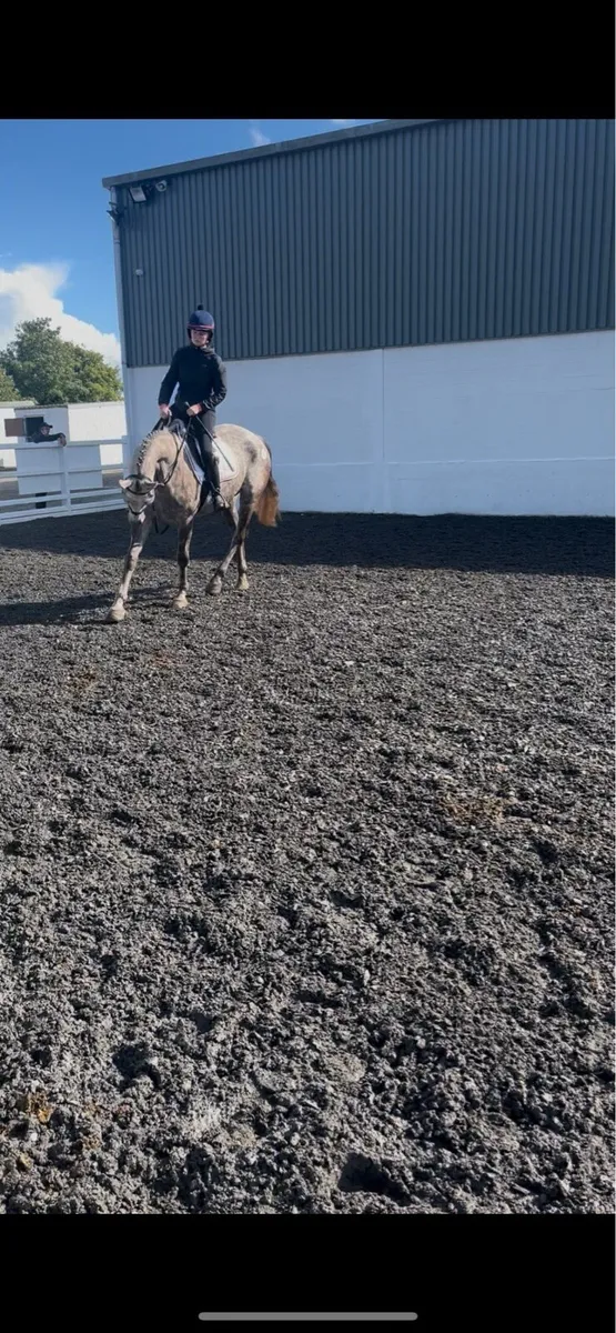 Full Irish Draught mare 🇮🇪 - Image 2