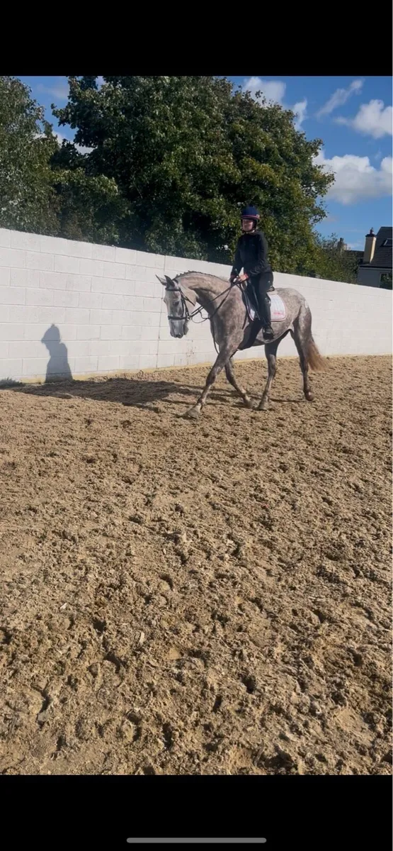 Full Irish Draught mare 🇮🇪 - Image 3