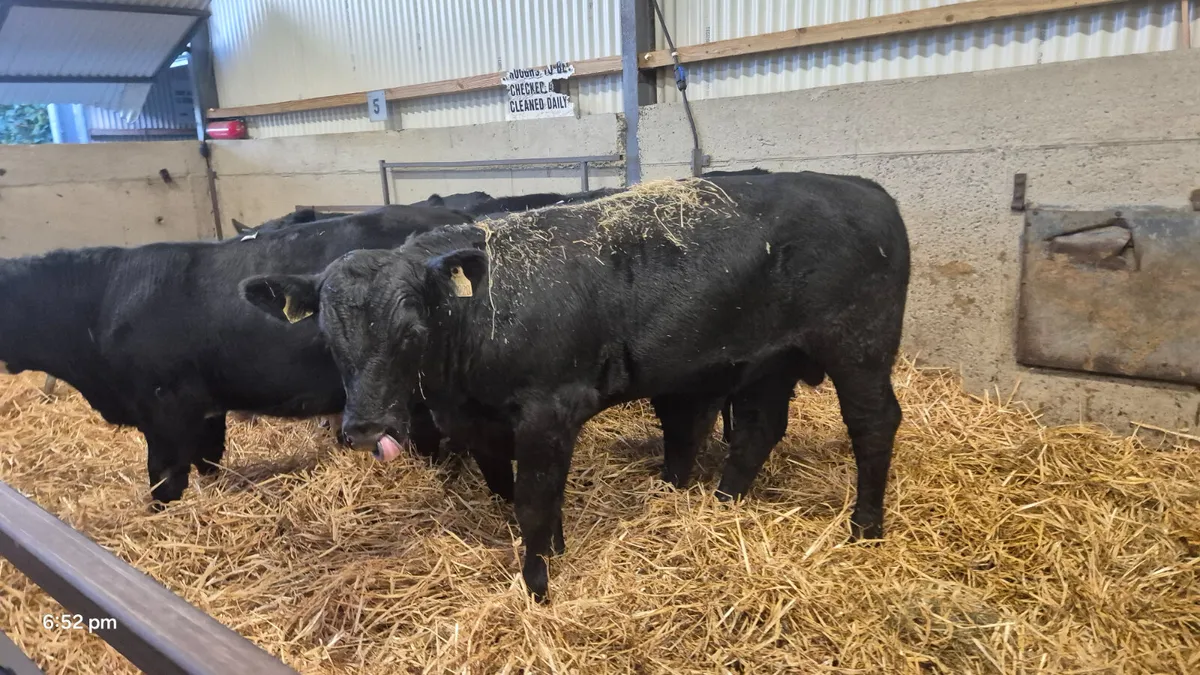 5 Proper Suckler bred Angus bulls - Image 3