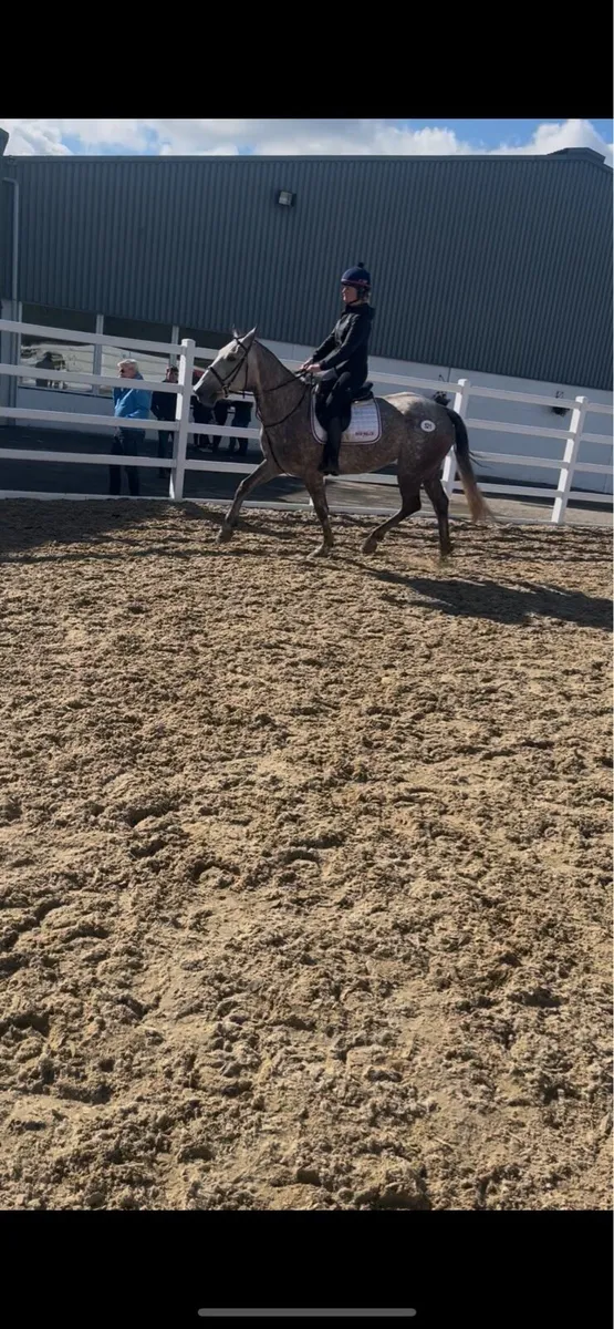 Full Irish Draught mare 🇮🇪 - Image 4
