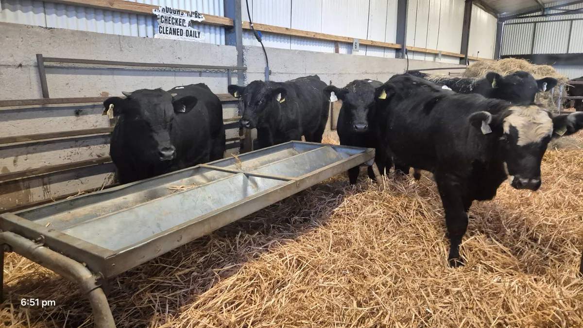 5 Proper Suckler bred Angus bulls - Image 4