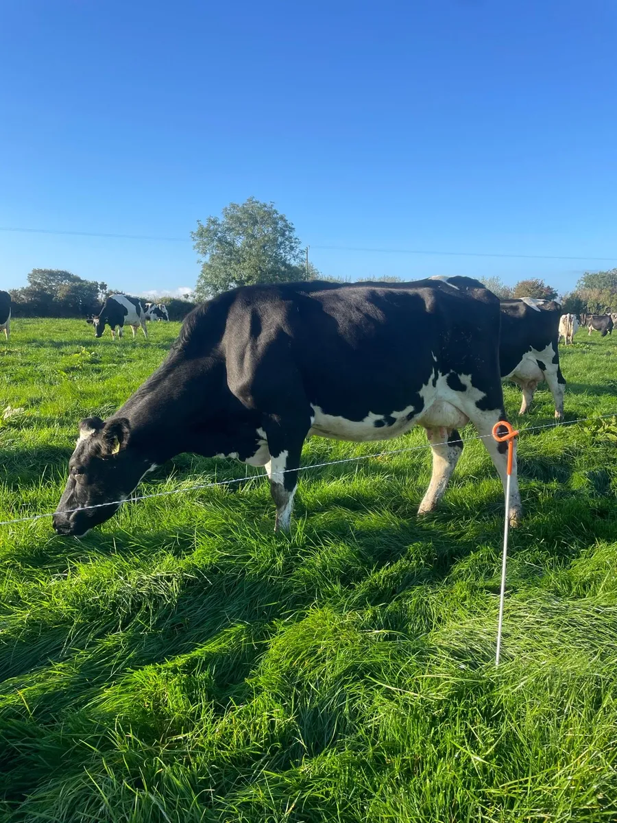 9 Empty Pedigree Milking Cows - Image 1