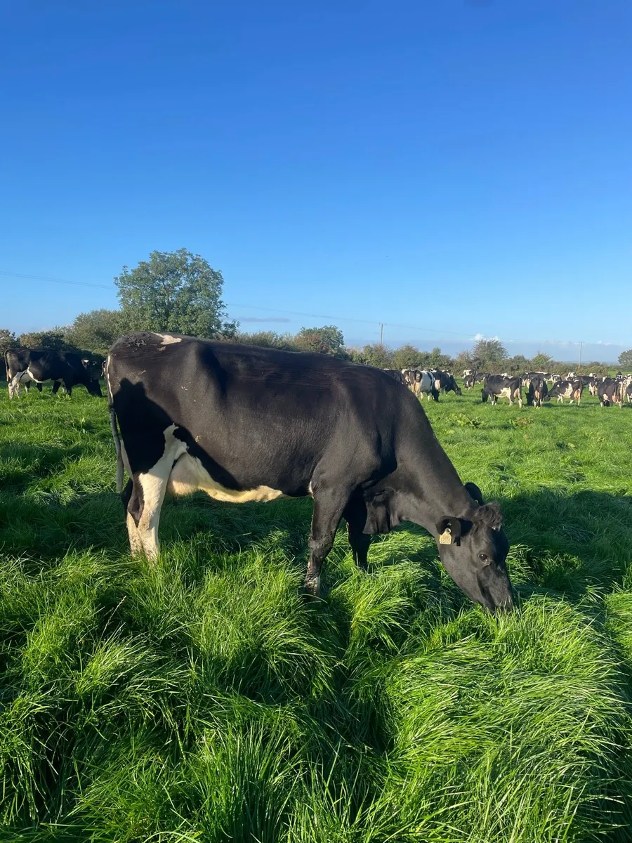 9 Empty Pedigree Milking Cows - Image 2