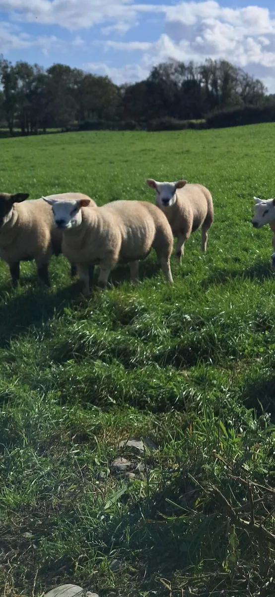 PUREBRED TEXEL RAM LAMB - Image 2