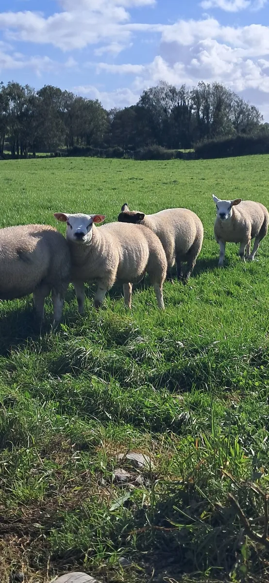 PUREBRED TEXEL RAM LAMB - Image 1