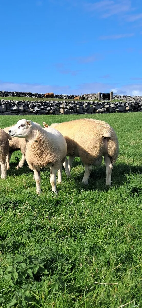 PUREBRED TEXEL RAM LAMB - Image 3
