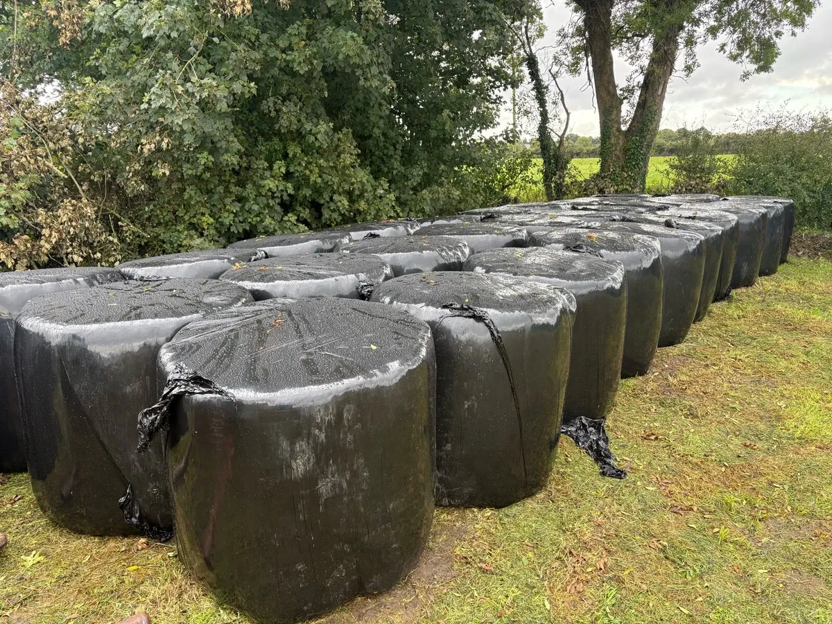 30 bales of silage - Located off main N4 road