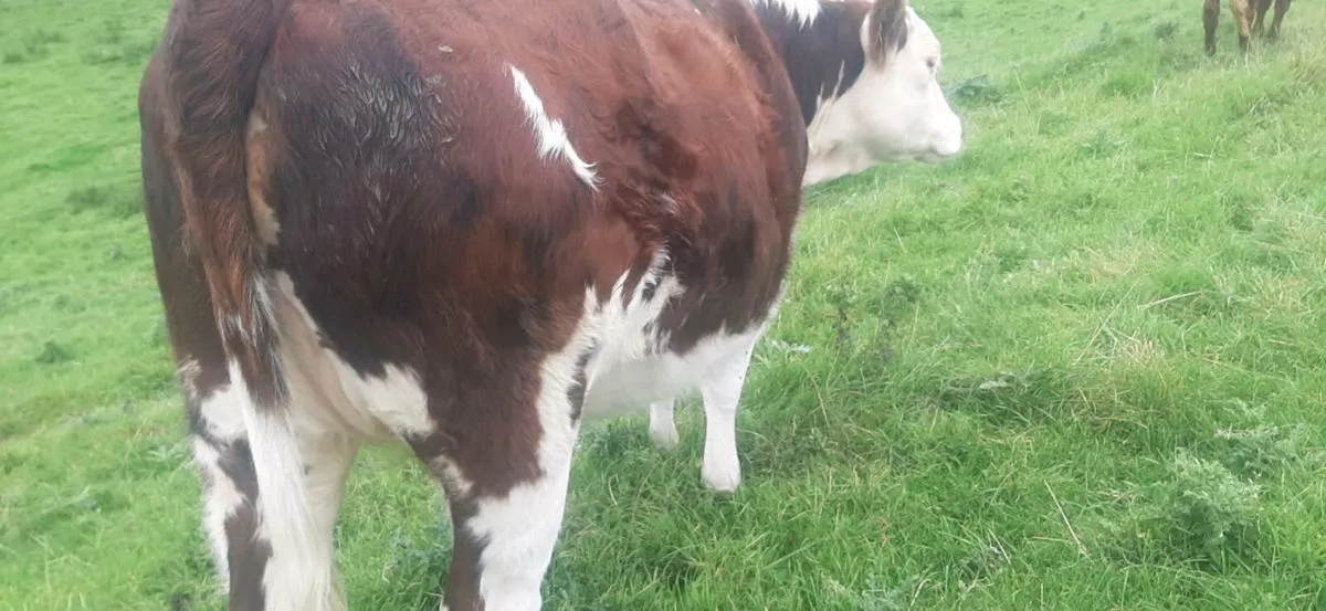3 In-Calf heifers - Image 4