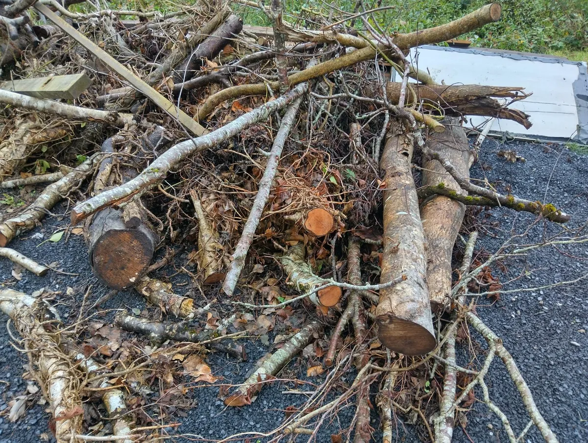 Firewood - Image 1