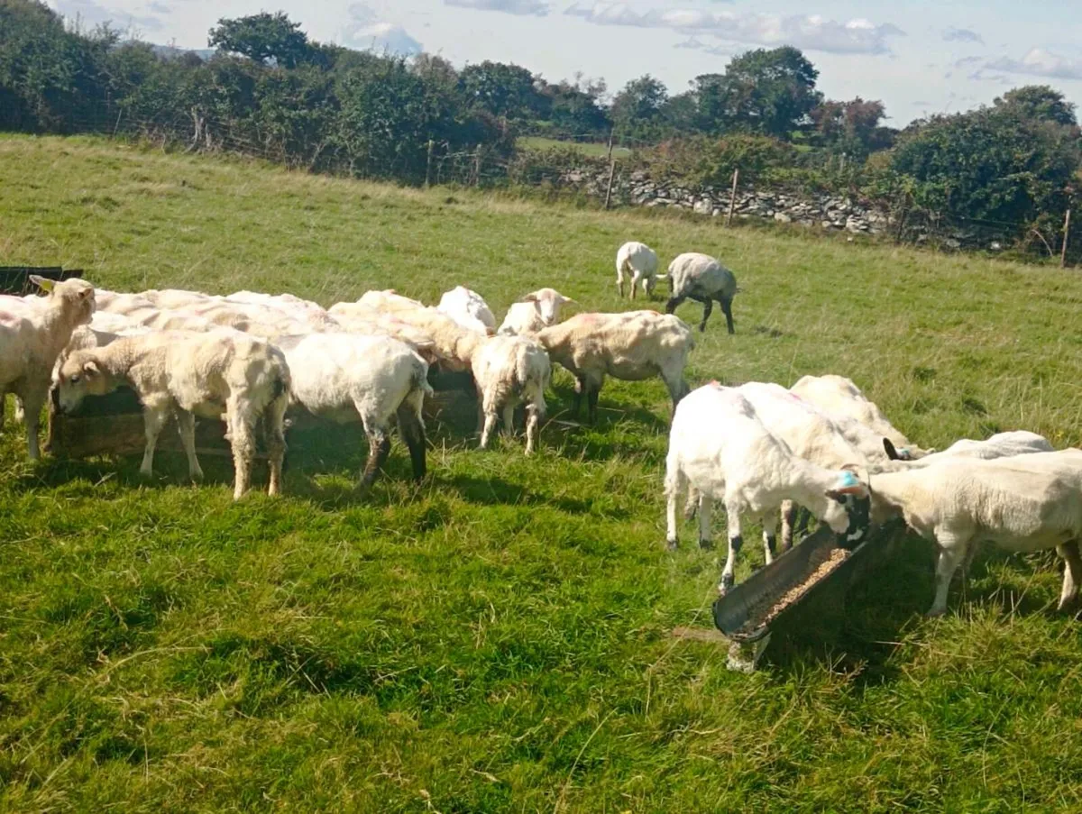 Hoggett ewes - Image 4