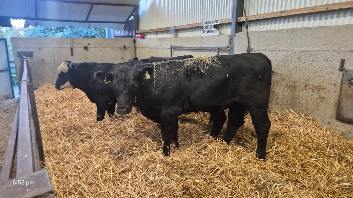 5 Proper Suckler bred Angus bulls - Image 2