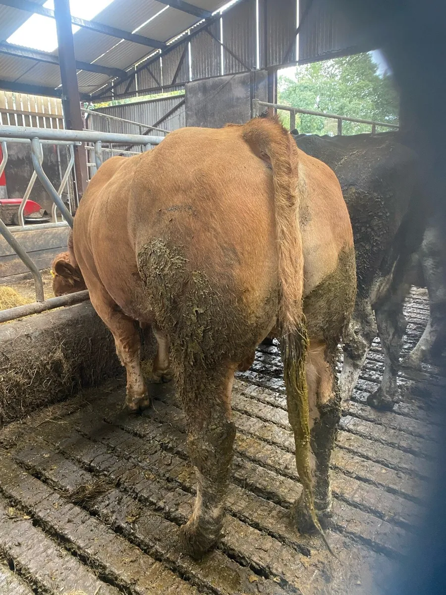 Limousine bull - Image 1