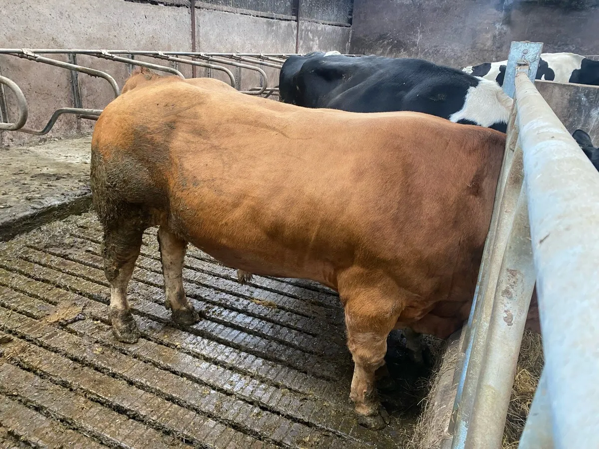 Limousine bull - Image 2