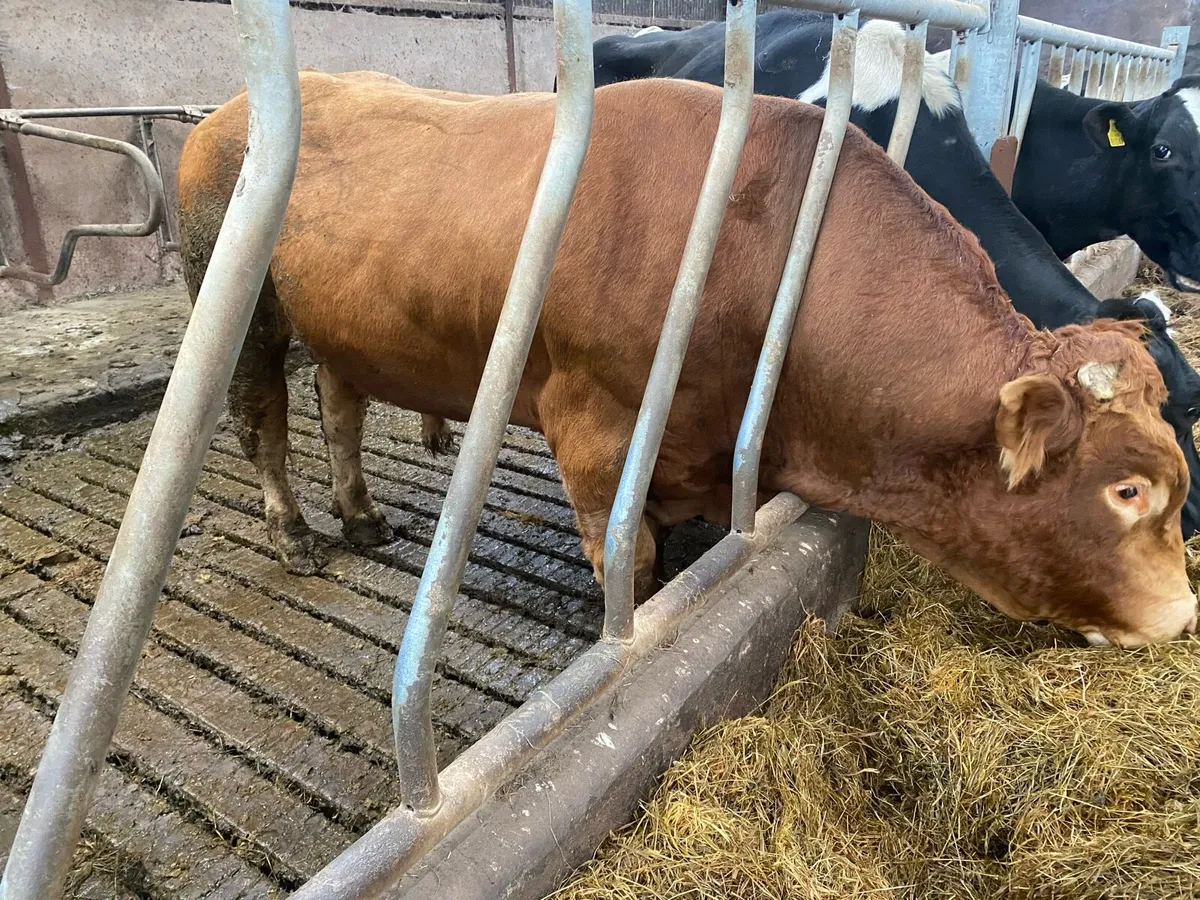 Limousine bull - Image 3