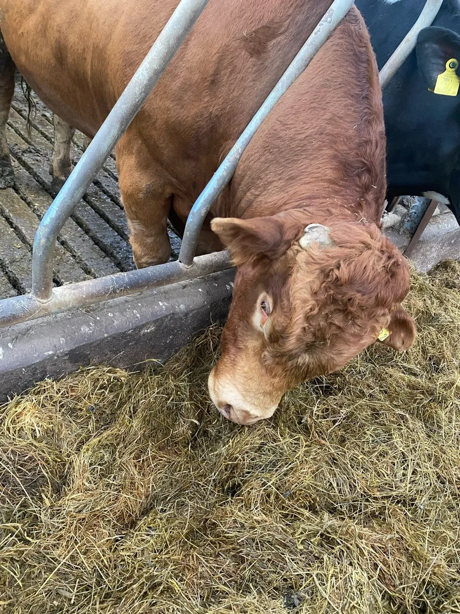 Limousine bull - Image 4