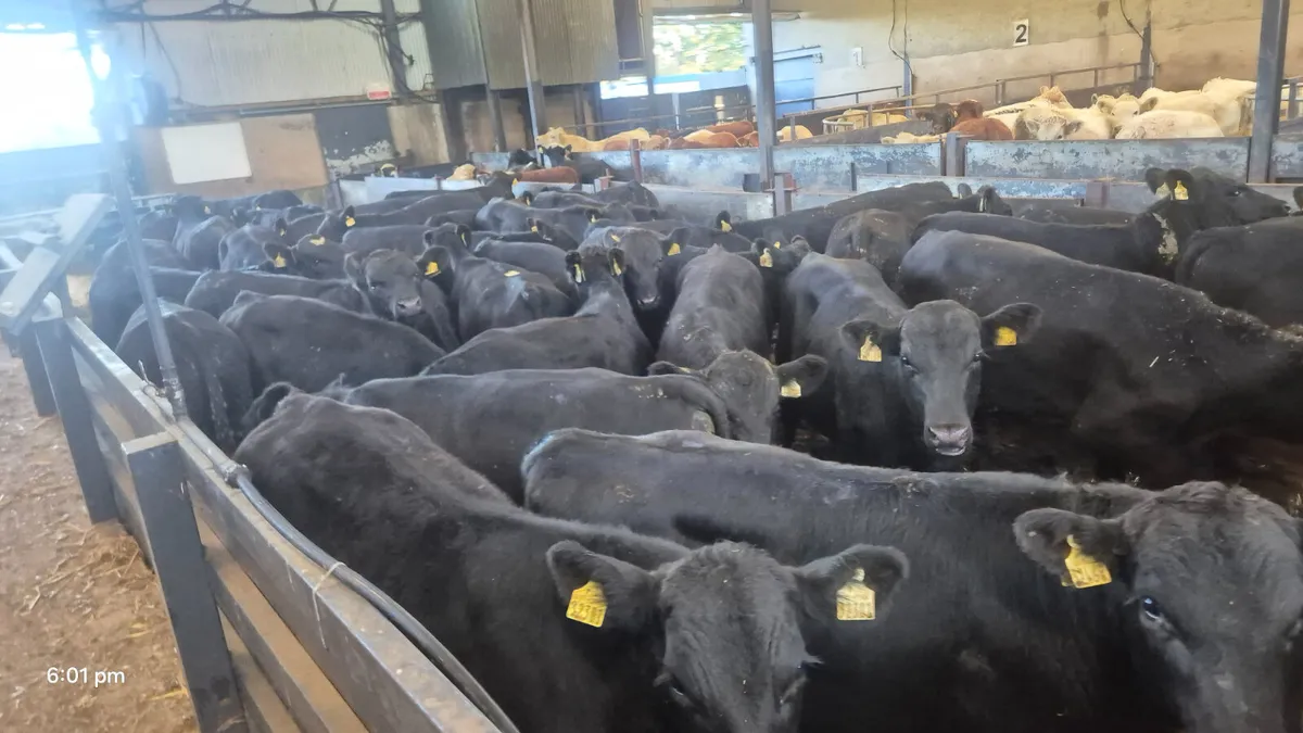 35 Quality Aberdeen Angus bulls for sale - Image 1