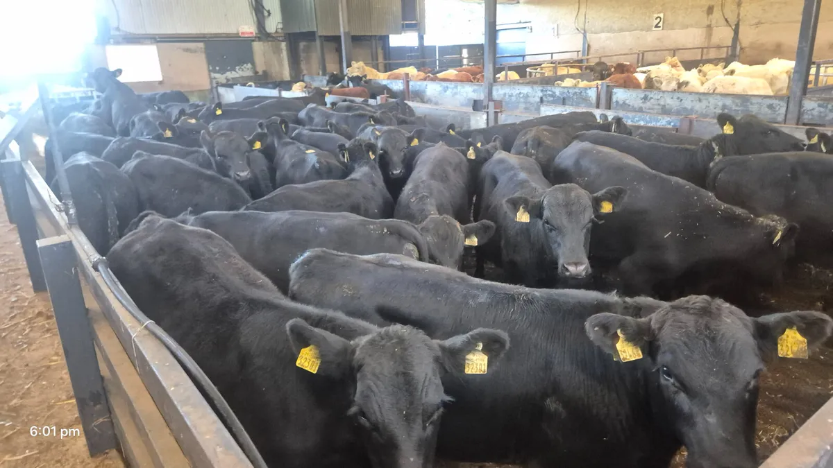 35 Quality Aberdeen Angus bulls for sale - Image 3