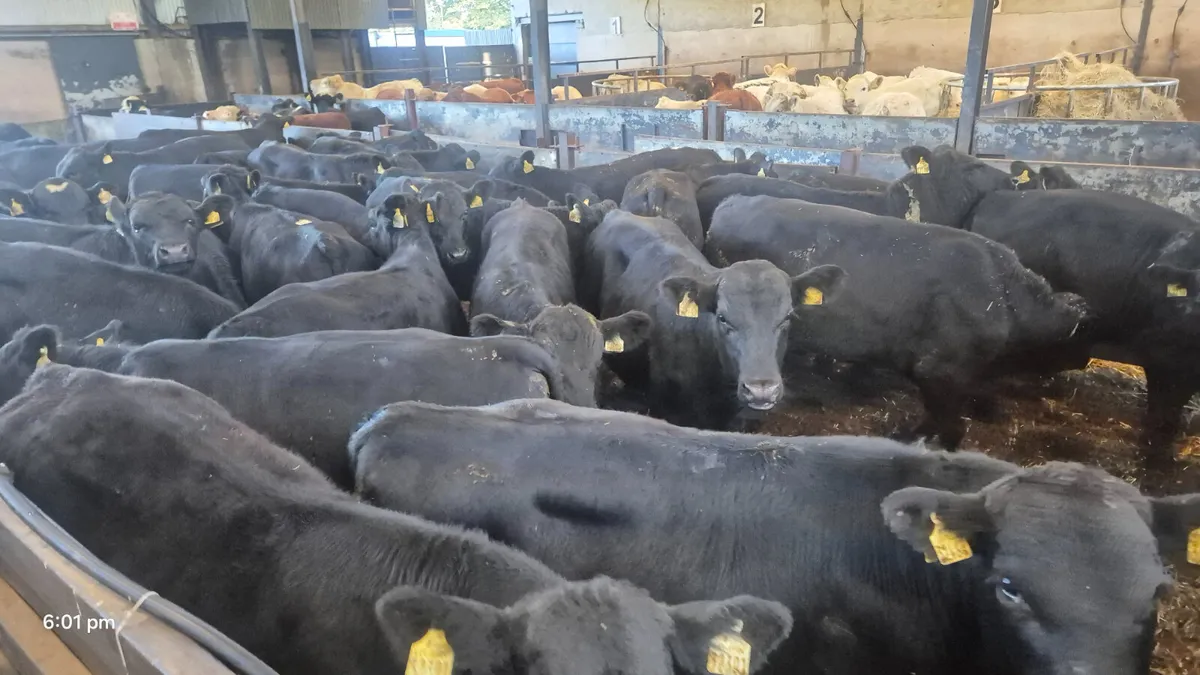 35 Quality Aberdeen Angus bulls for sale - Image 4