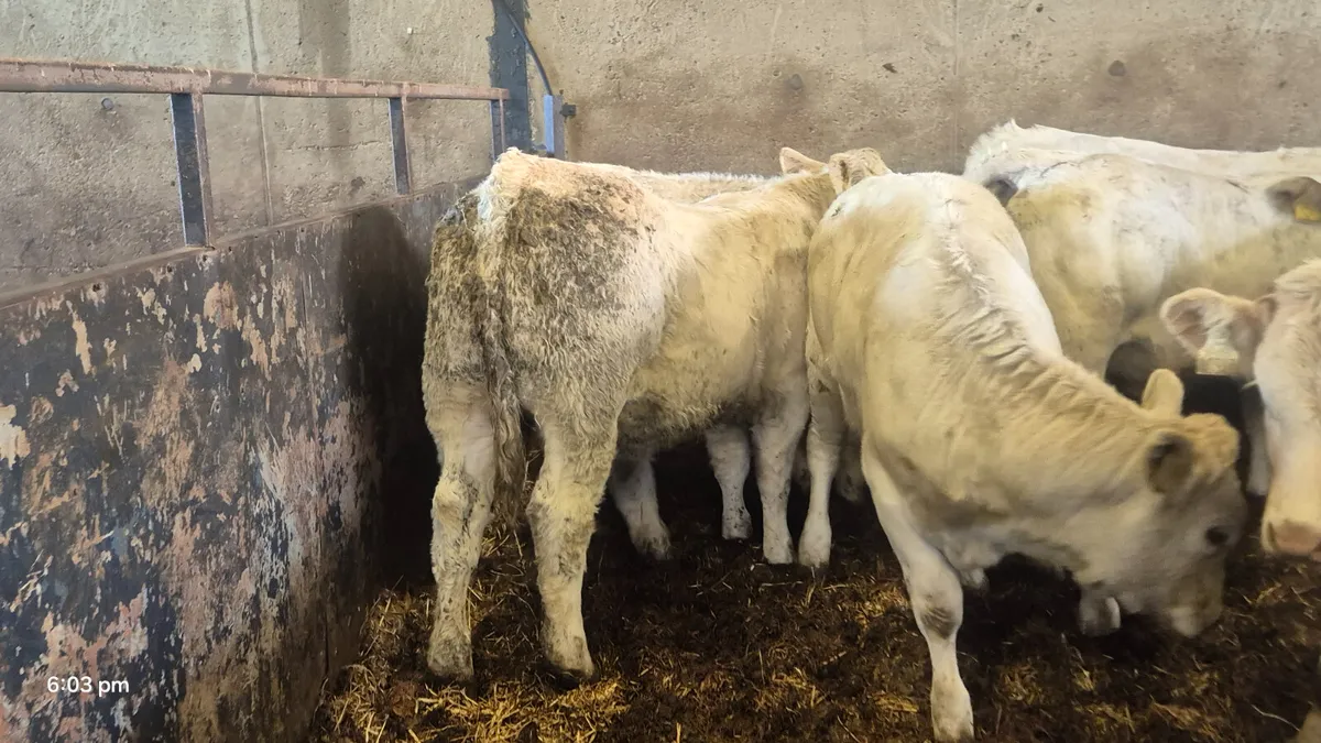 10 suckler Charalois heifers for sale - Image 2