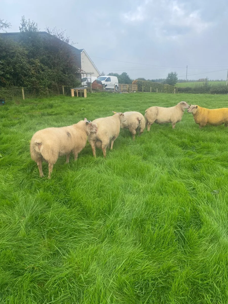 PB Charolais ram lambs SIS eligible - Image 1