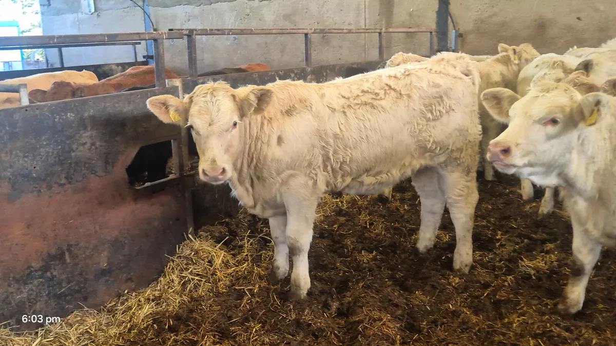 10 suckler Charalois heifers for sale - Image 1