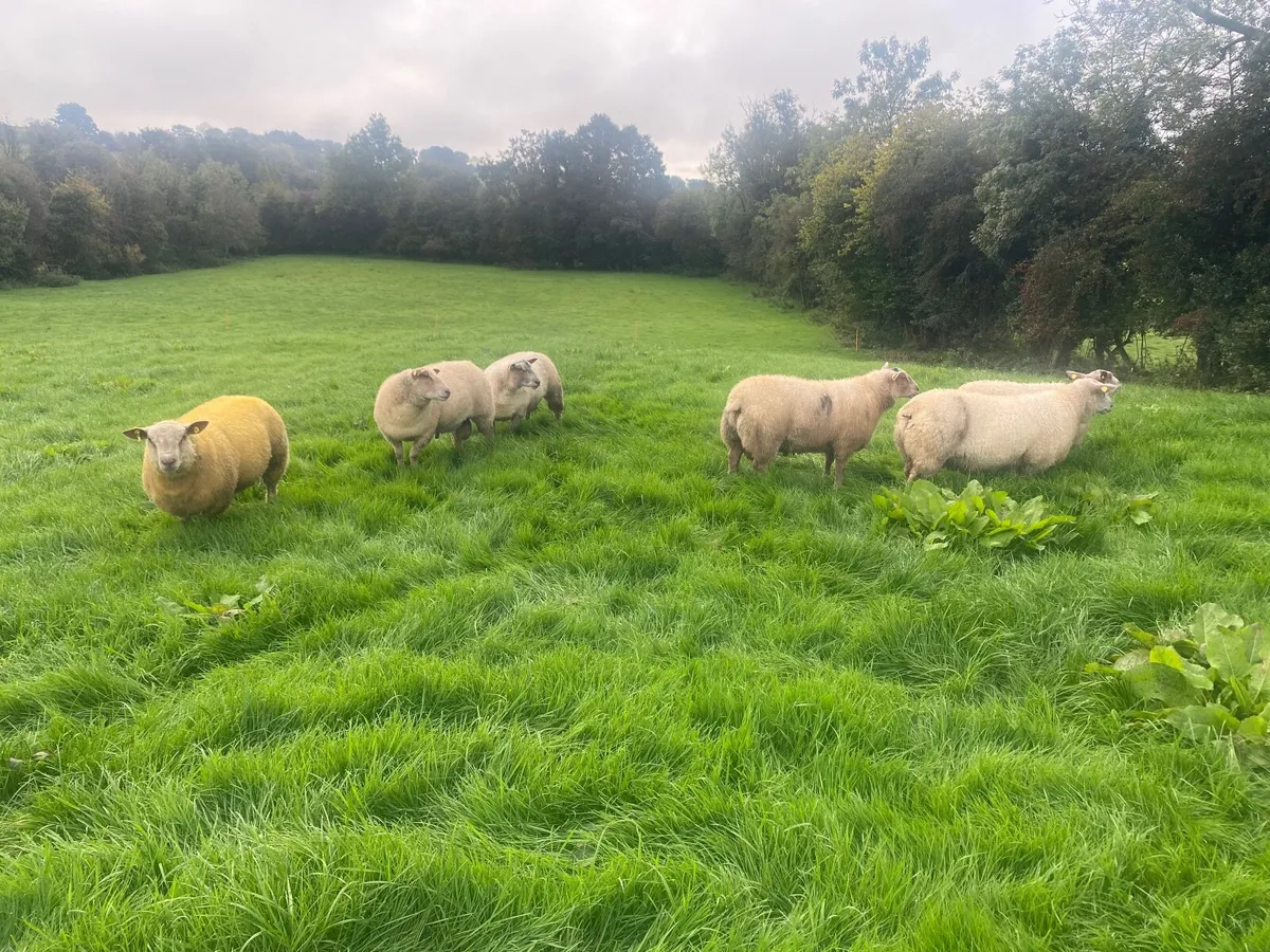 PB Charolais ram lambs SIS eligible - Image 2
