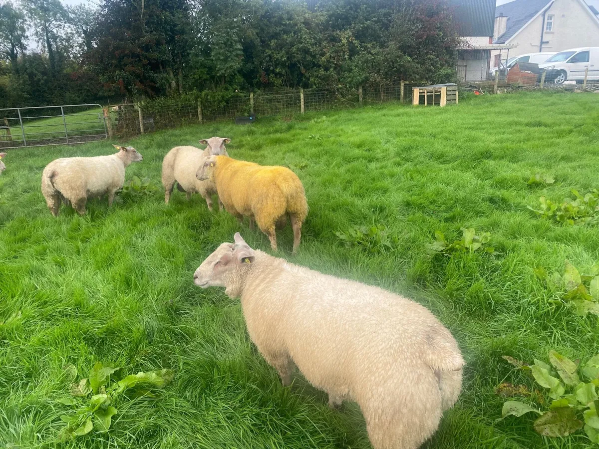 PB Charolais ram lambs SIS eligible - Image 3