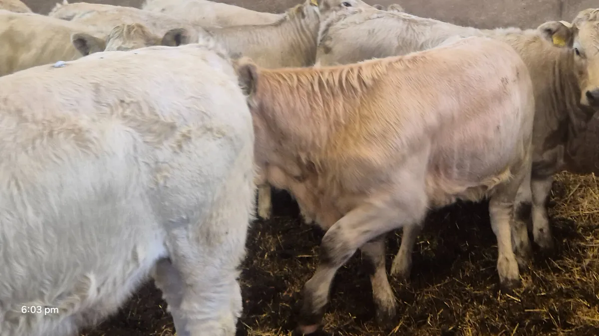 10 suckler Charalois heifers for sale - Image 4