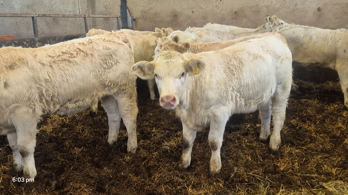10 suckler Charalois heifers for sale - Image 3