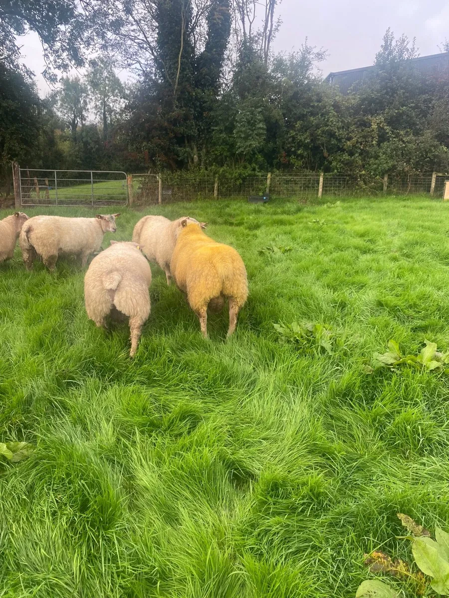 PB Charolais ram lambs SIS eligible - Image 4