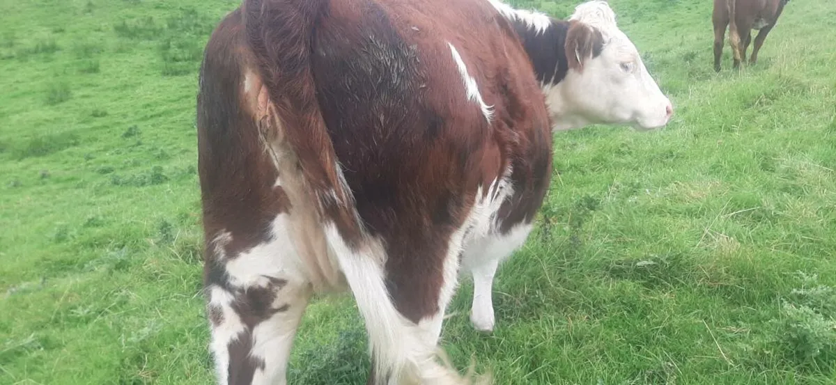 3 In-Calf heifers - Image 2