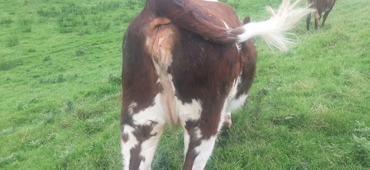 3 In-Calf heifers - Image 3